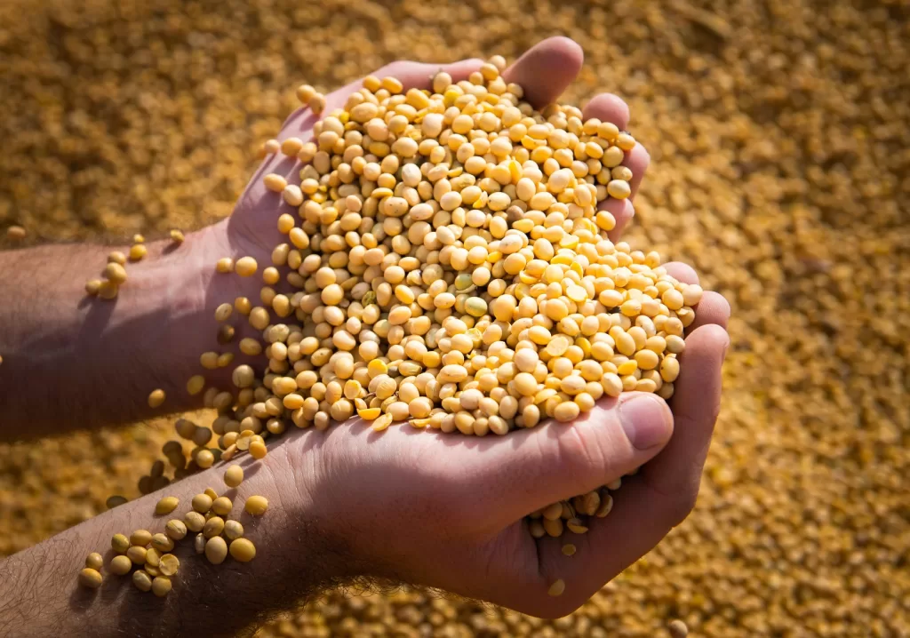 Soya beans