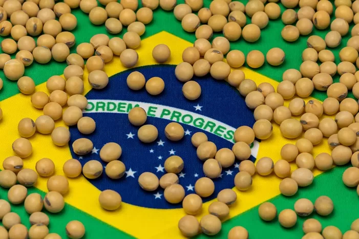 Brazilian soya beans