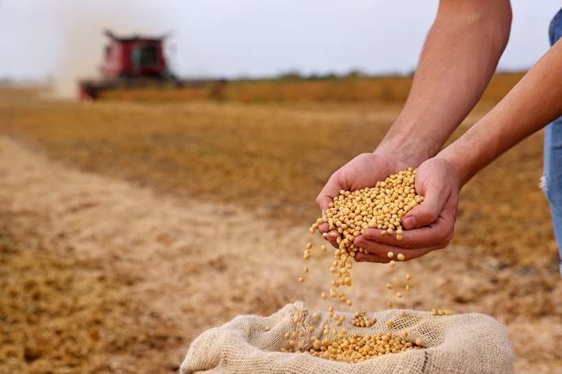 soya bean harvest