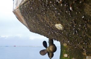 Ship biofouling