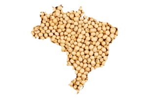 Brazilian soya bean 2026