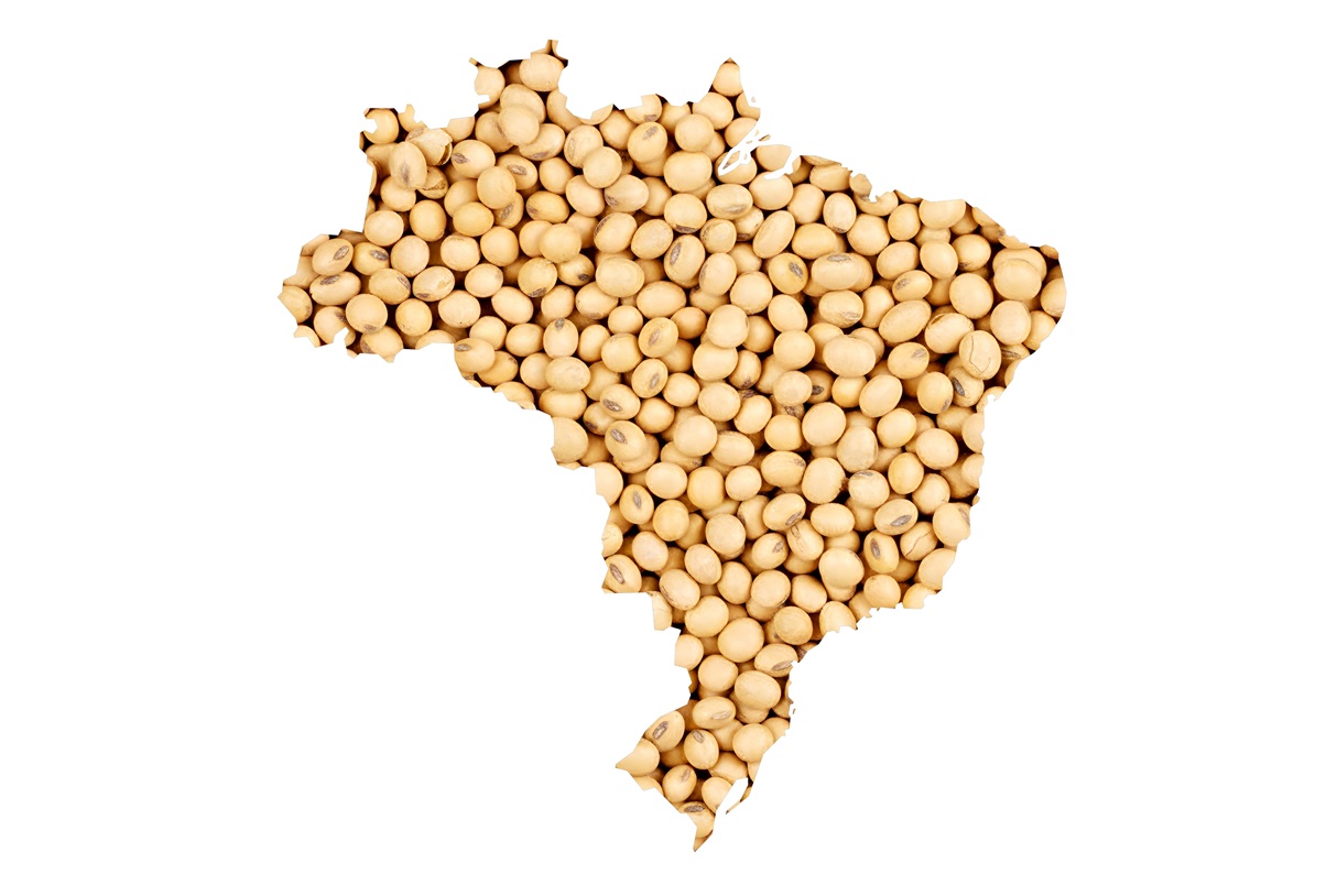Brazilian soya bean 2026